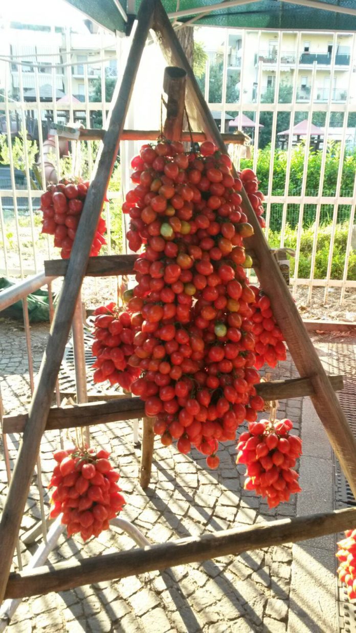 cercola piennolo gigante