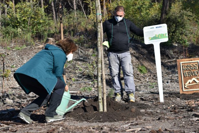 FESTA DELL'ALBERO: “GLI ALBERI DEL VULCANO”