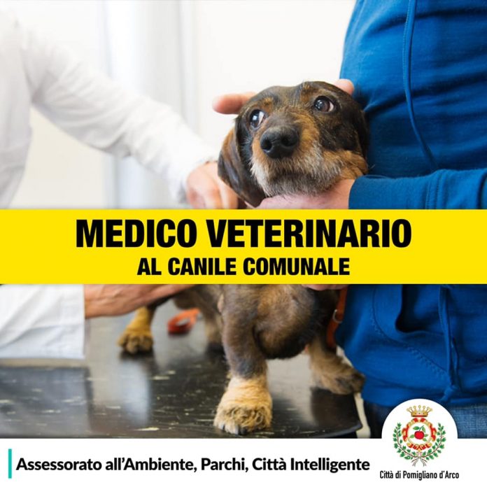 veterinario